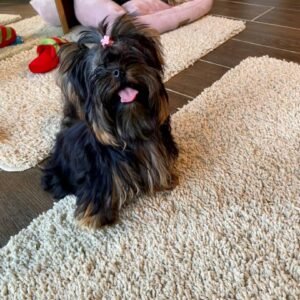 🐶 Luna – The Graceful Companion (Yorkshire Terrier)