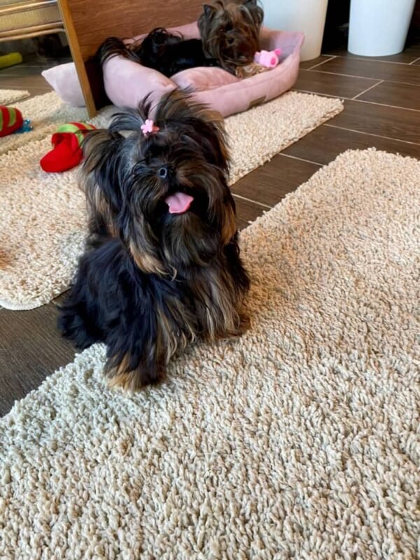 🐶 Luna – The Graceful Companion (Yorkshire Terrier)