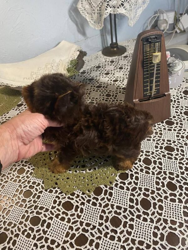 🦸 Freddy - The Confident Companion (9 Weeks Old) - Image 3