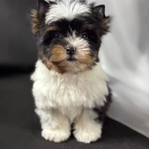 🛎 Greggy - 15-Week-Old Yorkie Gentleman