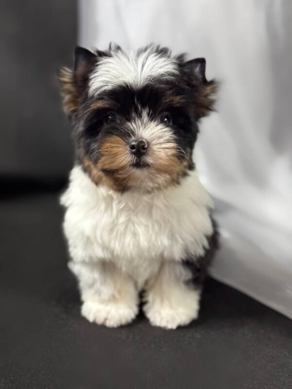 🛎 Greggy - 15-Week-Old Yorkie Gentleman