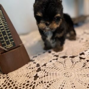 💎 Rex - The Budget-Friendly Bestie (9 Weeks Old, $800)
