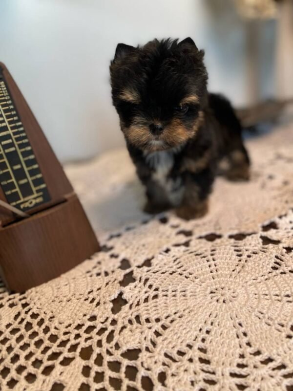 💎 Rex - The Budget-Friendly Bestie (9 Weeks Old, $800)