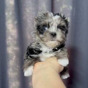 💎 Ranzy - 9-Week-Old Yorkie Diva