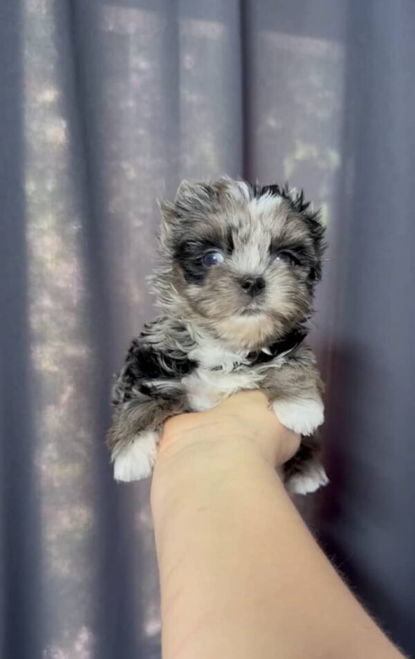 💎 Ranzy - 9-Week-Old Yorkie Diva