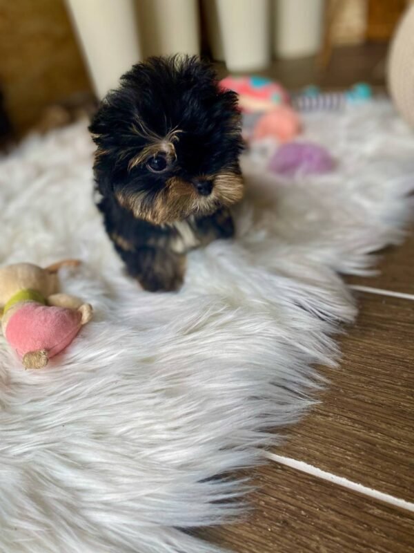 💎 Rex - The Budget-Friendly Bestie (9 Weeks Old, $800) - Image 4