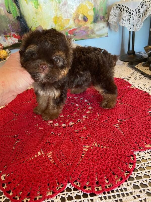 🦸 Freddy - The Confident Companion (9 Weeks Old) - Image 2