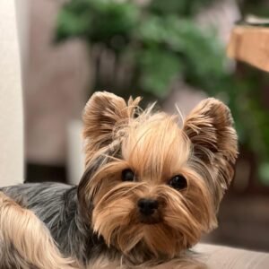 🐶 Oliver – The Loyal Lapdog (Yorkshire Terrier)