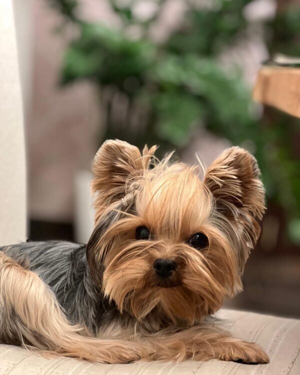 🐶 Oliver – The Loyal Lapdog (Yorkshire Terrier)