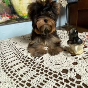 🦸 Freddy - The Confident Companion (9 Weeks Old)