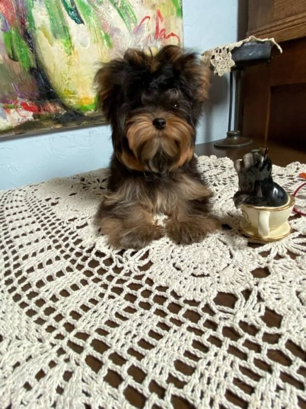 🐶 Luna – The Graceful Companion (Yorkshire Terrier) - Image 2