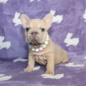 🐾 Molly – 9 Week Old French Bulldog