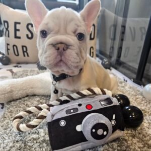 🐾 Zowe – 12 Week Old French Bulldog