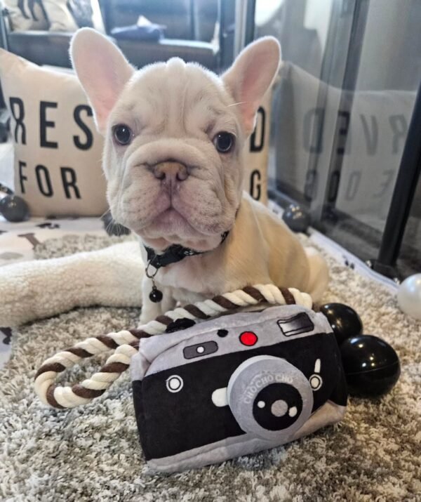 🐾 Zowe – 12 Week Old French Bulldog