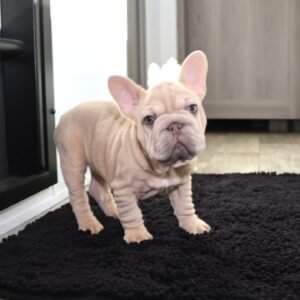 🐾 Rhina – 10 Week Old French Bulldog