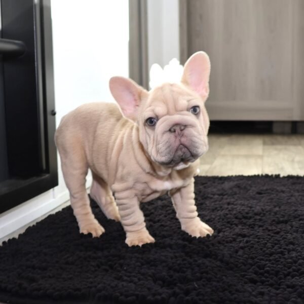 🐾 Rhina – 10 Week Old French Bulldog