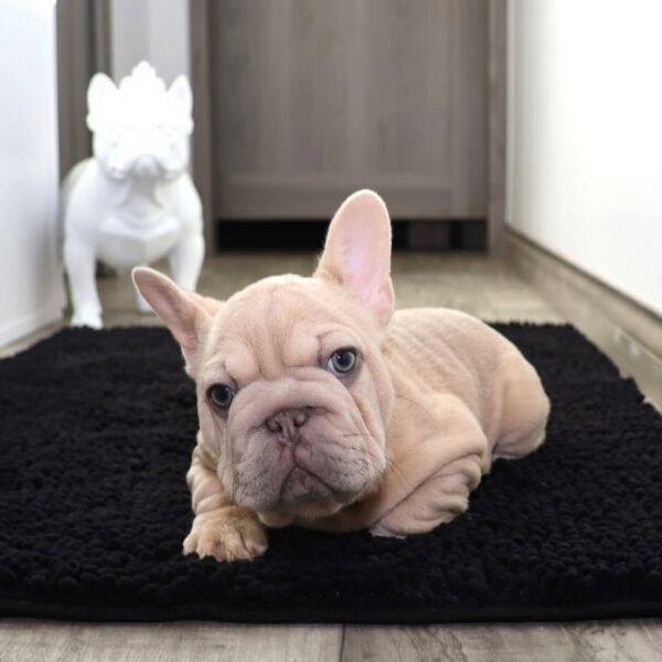 🐾 Zowe – 12 Week Old French Bulldog - Image 2