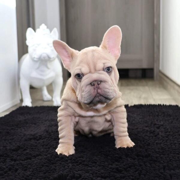🐾 Zowe – 12 Week Old French Bulldog - Image 3