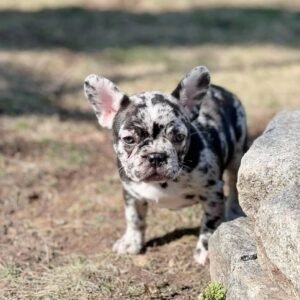 🐾 Larry – 12 Week Old French Bulldog