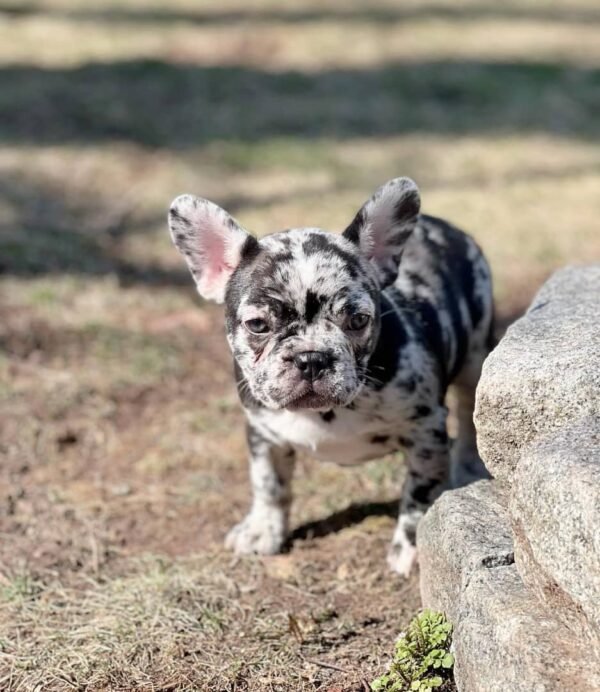 🐾 Larry – 12 Week Old French Bulldog