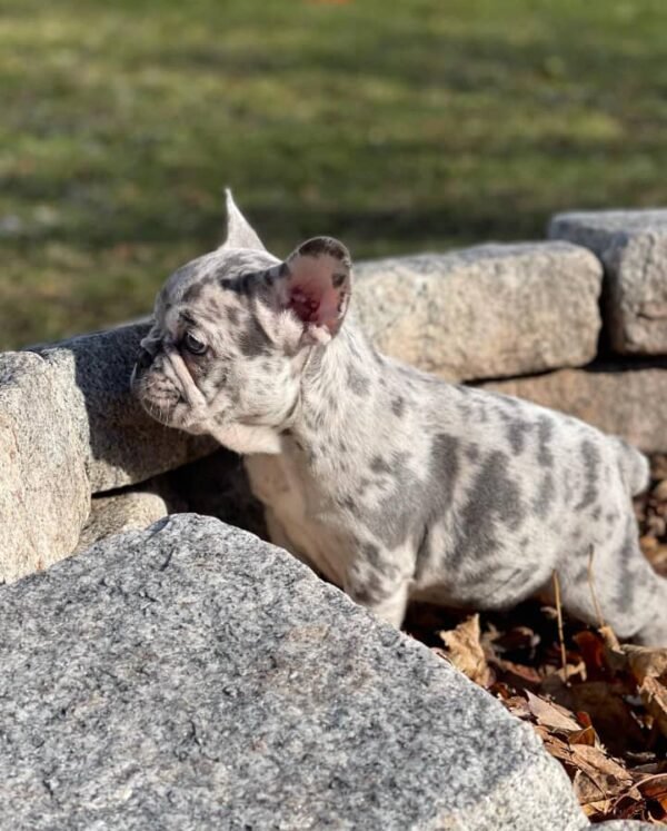 🐾 Larry – 12 Week Old French Bulldog - Image 4
