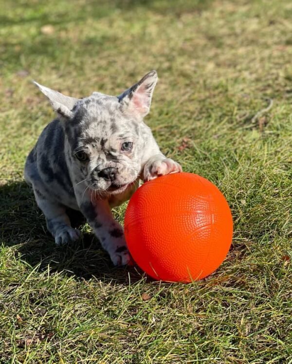 🐾 Larry – 12 Week Old French Bulldog - Image 2