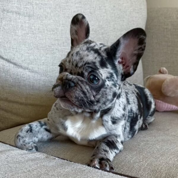 🐾 Larry – 12 Week Old French Bulldog - Image 5