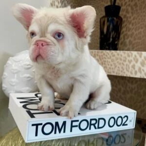 🐾 Terry – 9-Week-Old French Bulldog Explorer