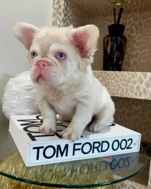 🐾 Terry – 9-Week-Old French Bulldog Explorer