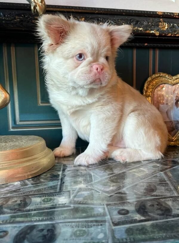 🐾 Terry – 9-Week-Old French Bulldog Explorer - Image 2