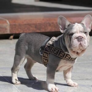 🐶 Steve – The Social Charmer (French Bulldog)