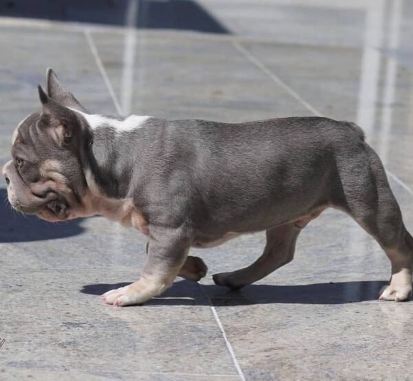 🐶 Steve – The Social Charmer (French Bulldog) - Image 2
