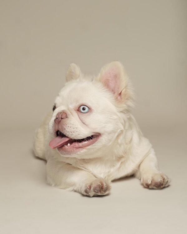 🐶 Lesly – The Calm Nurturer (French Bulldog) - Image 2