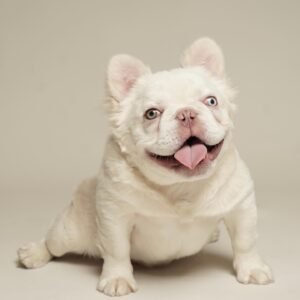 🐶 Lesly – The Calm Nurturer (French Bulldog)