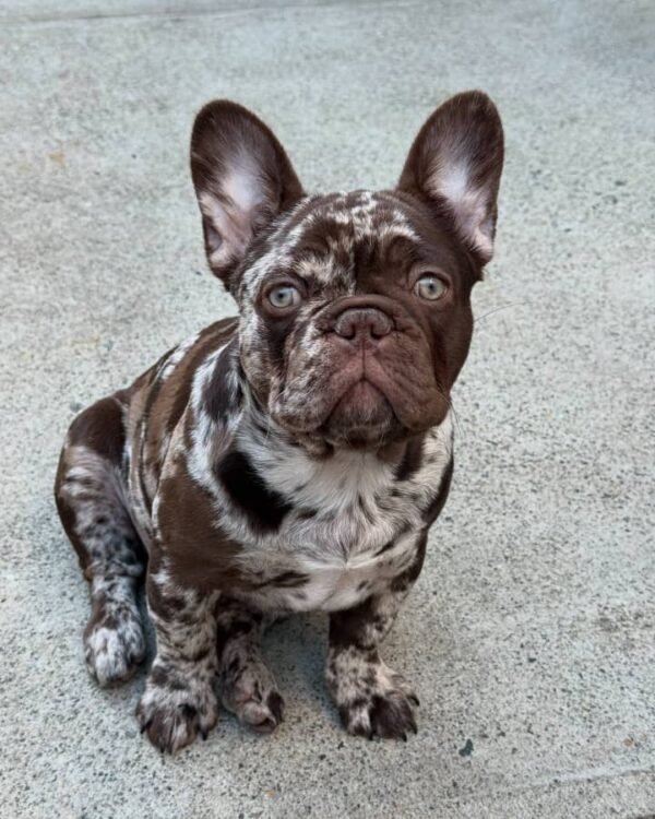 🐶 Vera – The Protective Playmate (French Bulldog) - Image 2