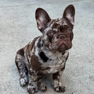 🐶 Vera – The Protective Playmate (French Bulldog)
