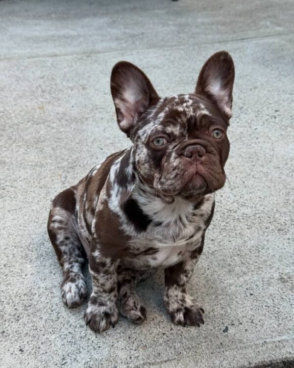 🐶 Vera – The Protective Playmate (French Bulldog)