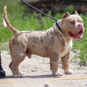 🐶 Ranger – The Confident Protector