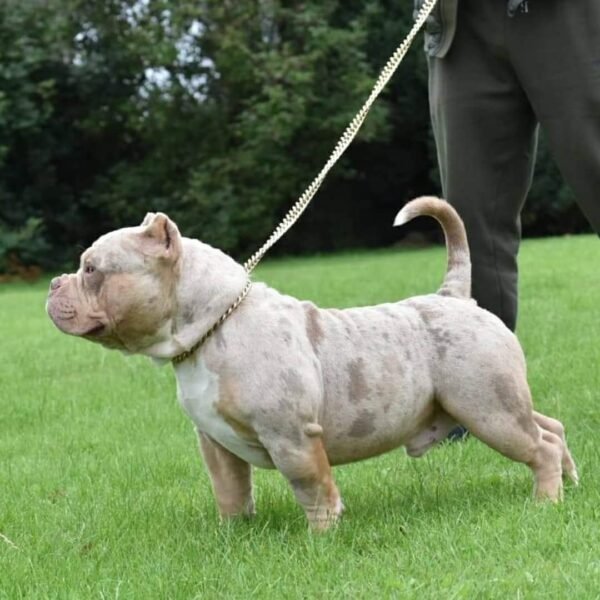 🐶 Ranger – The Confident Protector - Image 4