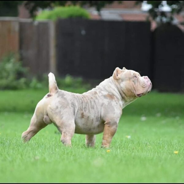 🐶 Ranger – The Confident Protector - Image 3