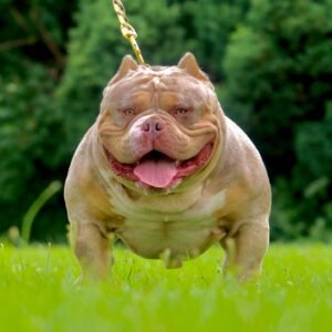 🐶 Kraven – The Athletic Charmer