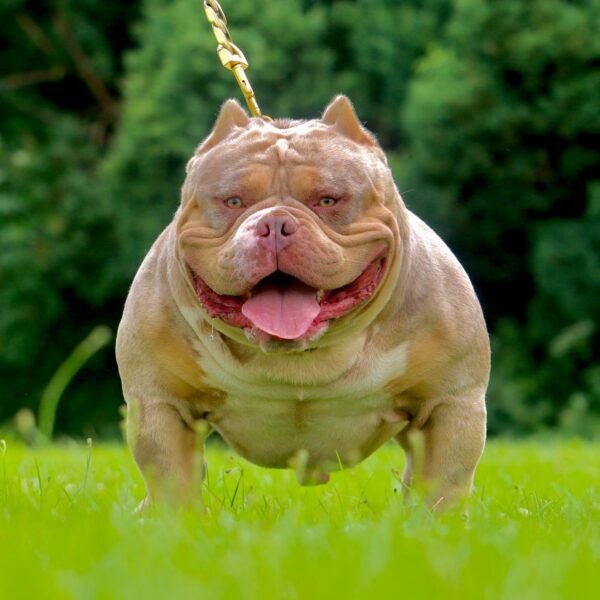 🐶 Kraven – The Athletic Charmer