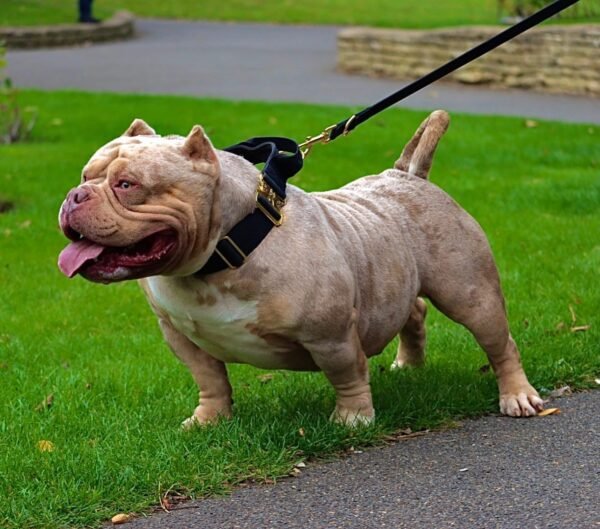 🐶 Kraven – The Athletic Charmer - Image 2