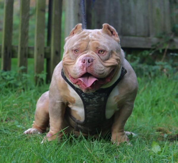 🐶 Kraven – The Athletic Charmer - Image 3