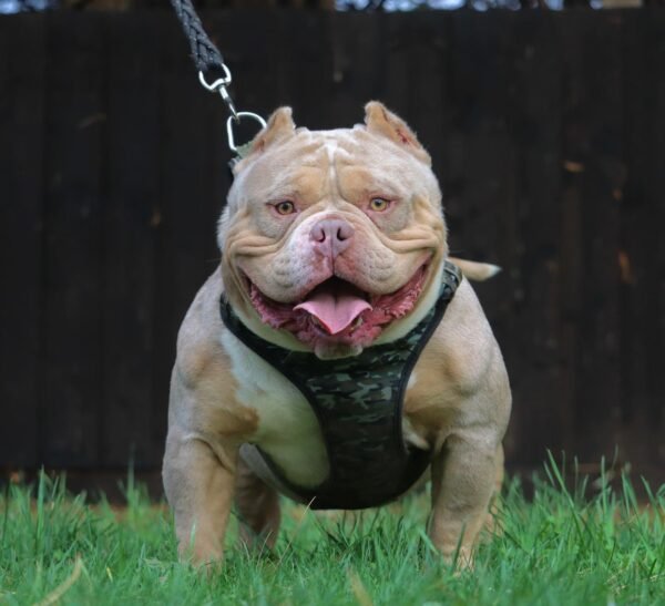🐶 Kraven – The Athletic Charmer - Image 4