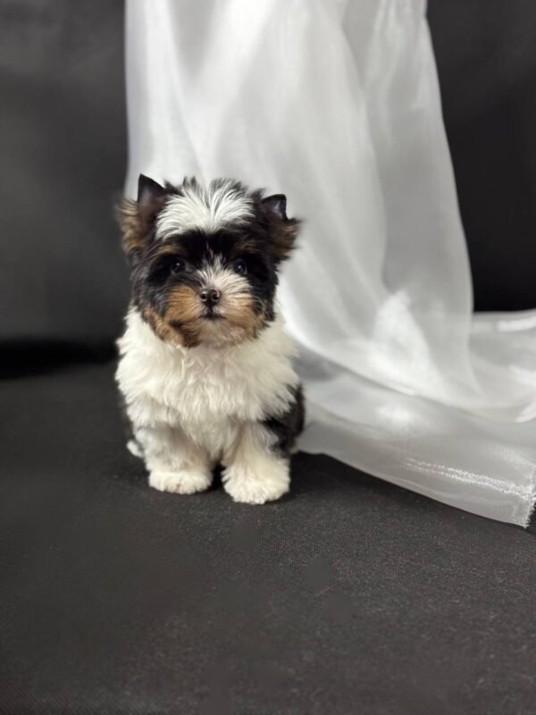 🛎 Greggy - 15-Week-Old Yorkie Gentleman - Image 3