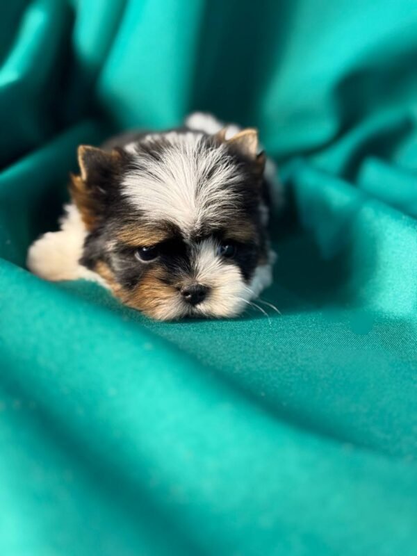 🛎 Greggy - 15-Week-Old Yorkie Gentleman - Image 2