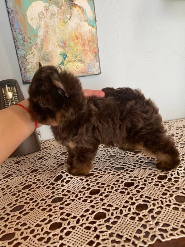 🦸 Freddy - The Confident Companion (9 Weeks Old) - Image 4