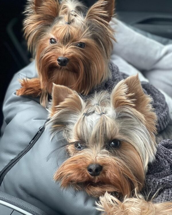 🐶 Oliver – The Loyal Lapdog (Yorkshire Terrier) - Image 2