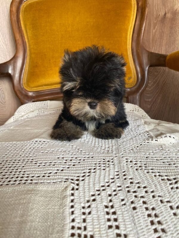 💎 Rex - The Budget-Friendly Bestie (9 Weeks Old, $800) - Image 3